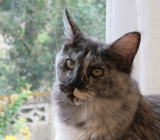 ���i�C���[�W