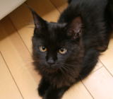 ���i�C���[�W