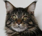 ���i�C���[�W