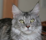 ���i�C���[�W