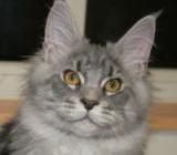 ���i�C���[�W