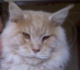 ���i�C���[�W