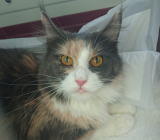 ���i�C���[�W