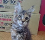 ���i�C���[�W