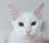 ���i�C���[�W