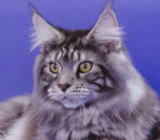 ���i�C���[�W